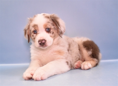 Miniature Australian Shepherd-DOG-Male-Red Merle-11362-Petland Robinson, PA