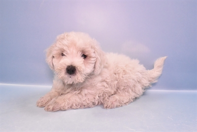 Bichon-DOG-Female-White-11363-Petland Robinson, Pittsburgh, PA
