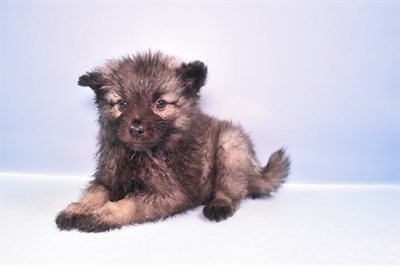 Keeshond-DOG-Male-Silver and Black-11365-Petland Robinson, Pittsburgh, PA