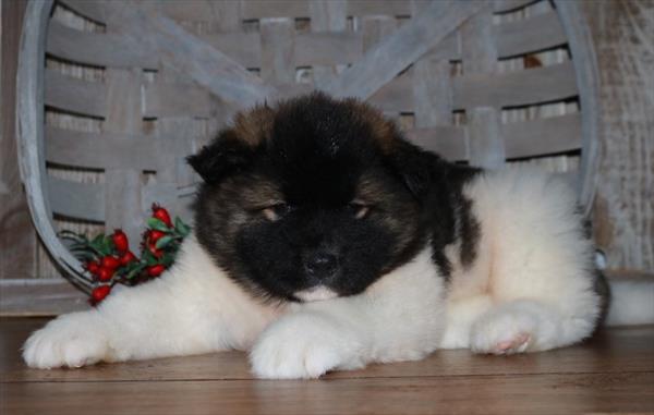 Akita DOG Female Black / White 11373 Petland Robinson, Pittsburgh, PA