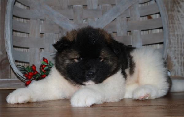 Akita-DOG-Female-Black / White-11373-Petland Robinson, PA