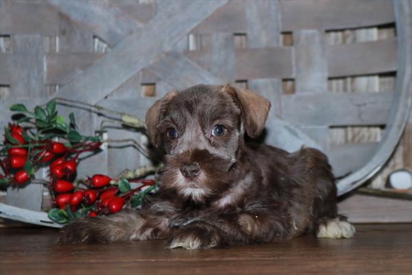 Mini Schnauzer-DOG-Male-Sable-11374-Petland Robinson, Pittsburgh, PA