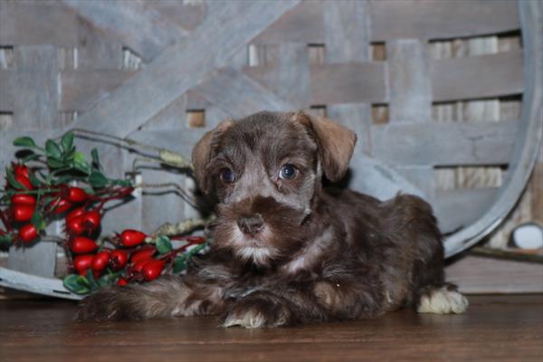 Mini Schnauzer-DOG-Male-Sable-11374-Petland Robinson, PA