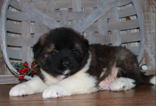 Akita-DOG-Male-Black / White-11377-Petland Robinson, PA