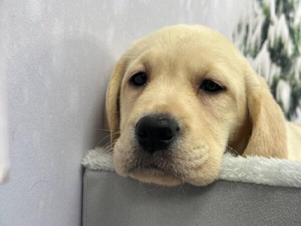 Labrador Retriever-DOG-Female-Yellow-11375-Petland Robinson, PA