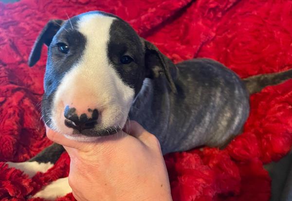 Bull Terrier-DOG-Female-Brindle / White-11218-Petland Robinson, PA