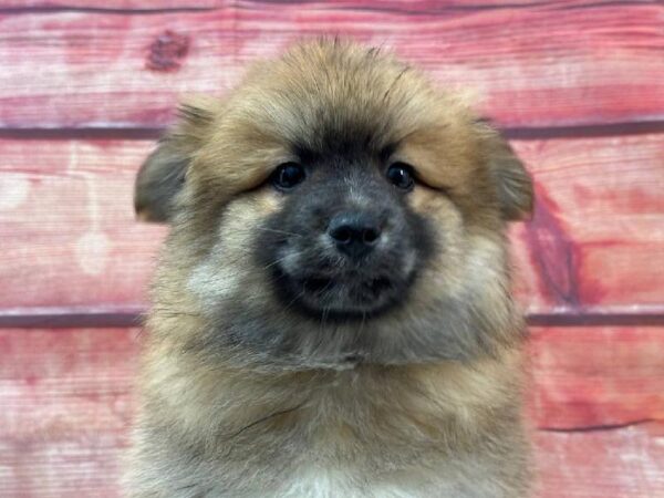 Pomimo-DOG-Male-Brown-11222-Petland Robinson, Pittsburgh, PA