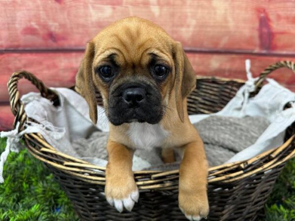 Puggle-DOG-Female-Dark Brown-11223-Petland Robinson, Pittsburgh, PA