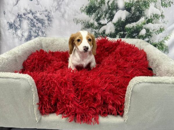 Dachshund-DOG-Male-Fawn-11245-Petland Robinson, PA