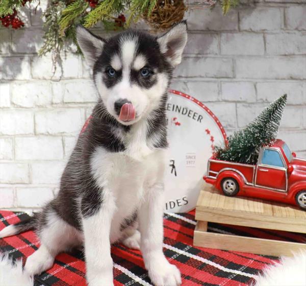 Siberian Husky-DOG-Female-Black / White-11326-Petland Robinson, PA