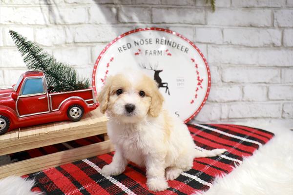 Maltipoo-DOG-Female-White-11351-Petland Robinson, Pittsburgh, PA