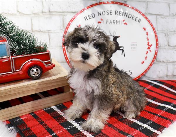 Mini Schnauzer-DOG-Female-Salt / Pepper-11356-Petland Robinson, Pittsburgh, PA