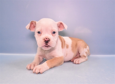 Old English Bulldog-DOG-Female-Red and White-11364-Petland Robinson, Pittsburgh, PA