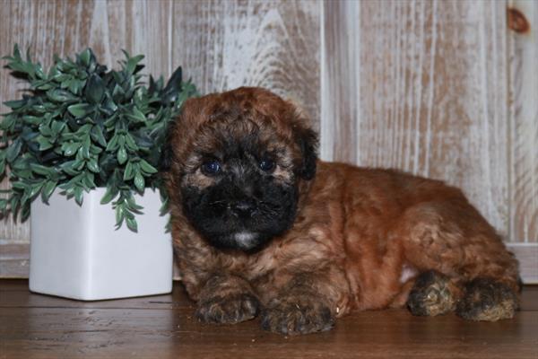 Soft Coated Wheaten Terrier-DOG-Male-Wheaten-11372-Petland Robinson, PA