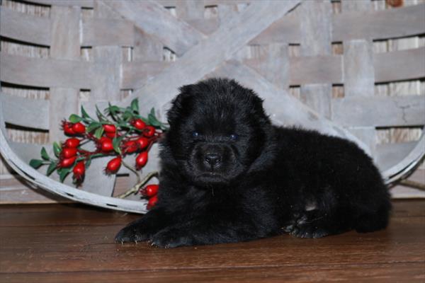 Chow Chow-DOG-Male-Black-11376-Petland Robinson, PA