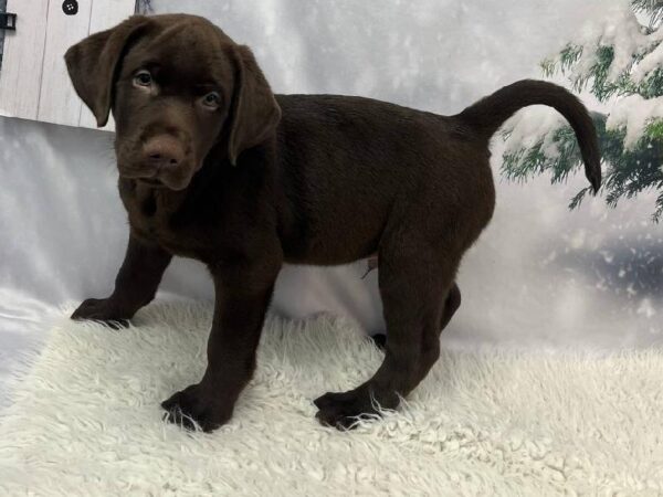 Labrador Retriever-DOG-Male-Charcoal-11371-Petland Robinson, Pittsburgh, PA