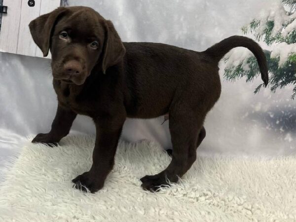 Labrador Retriever-DOG-Male-Charcoal-11371-Petland Robinson, PA