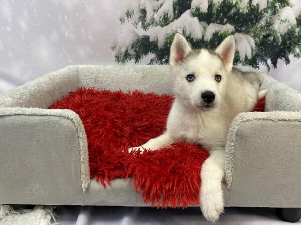 Siberian Husky-DOG-Male-Grey & White-11378-Petland Robinson, PA