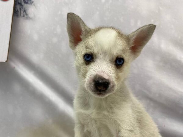 Siberian Husky-DOG-Female-Grey & White-11379-Petland Robinson, Pittsburgh, PA