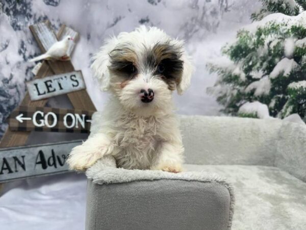 Yorkie-Poo-DOG-Female-Blue and White-11385-Petland Robinson, Pittsburgh, PA