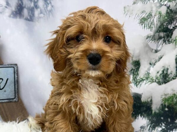 Cavachon-DOG-Female-Ruby-11389-Petland Robinson, PA