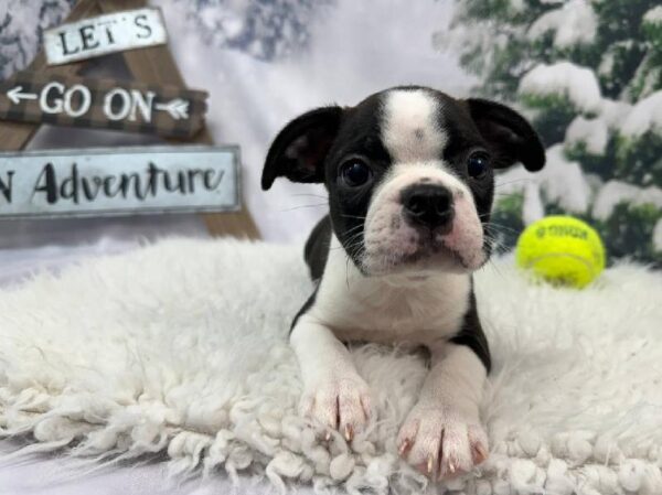 Boston Terrier-DOG-Male-Black Brindle and White-11381-Petland Robinson, PA