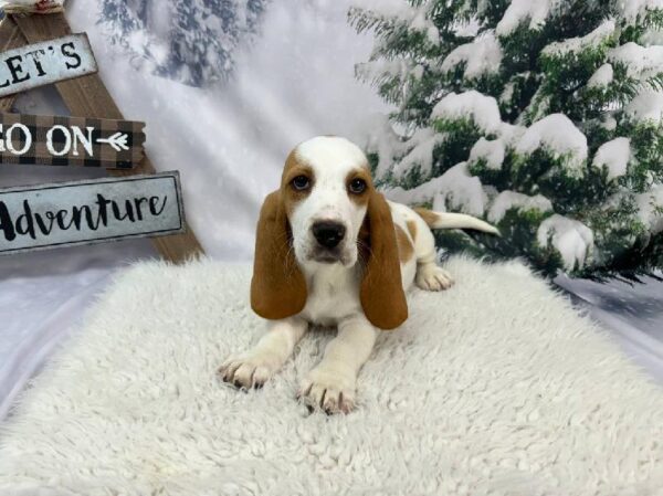 Basset Hound-DOG-Male-Red and White-11380-Petland Robinson, PA