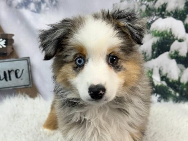 Miniature American Shepherd-DOG-Male-Blue Merle White and Tan-11390-Petland Robinson, PA