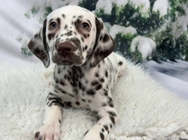 Dalmatian-DOG-Female-White and Liver Brown-11386-Petland Robinson, PA