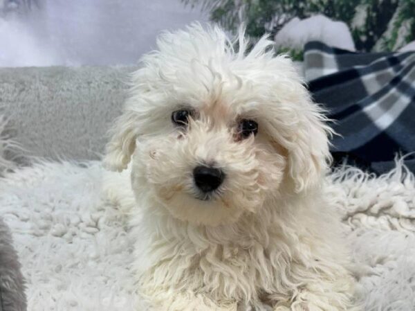 Bichon-DOG-Female-White-11387-Petland Robinson, Pittsburgh, PA