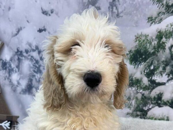 Mini Goldendoodle 2nd Gen.-DOG-Male-Apricot-11383-Petland Robinson, Pittsburgh, PA
