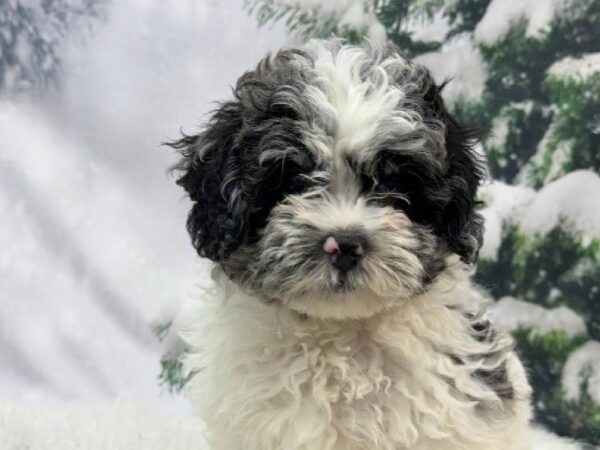 Shih-poo-DOG-Male-Blue Merle-11393-Petland Robinson, Pittsburgh, PA