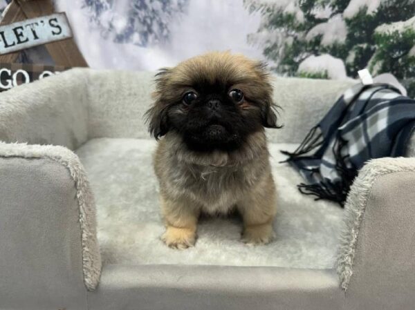 Pekingese-DOG-Female-Fawn-11388-Petland Robinson, Pittsburgh, PA