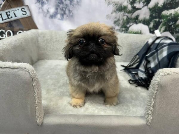 Pekingese-DOG-Female-Fawn-11388-Petland Robinson, PA