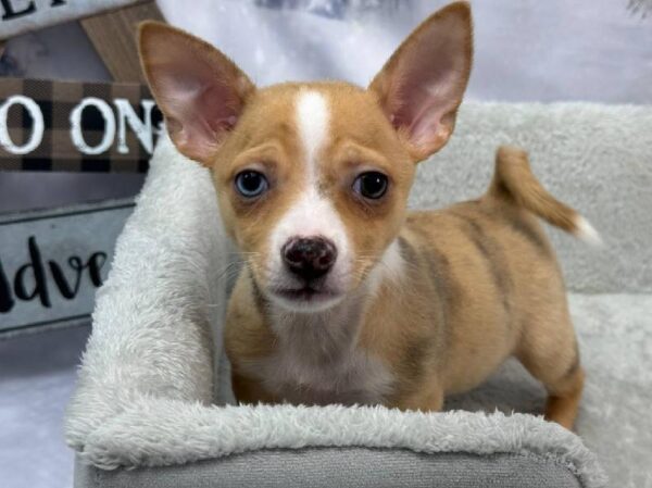 Chihuahua-DOG-Male-Fawn-11394-Petland Robinson, Pittsburgh, PA
