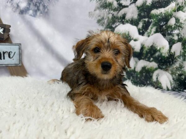 Yorkie-DOG-Female-Gold-11384-Petland Robinson, PA