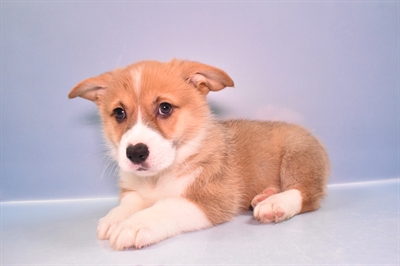 Pembroke Welsh Corgi-DOG-Male-Red-11413-Petland Robinson, Pittsburgh, PA