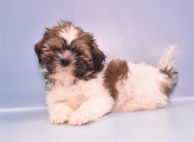 Shih Tzu-DOG-Male-Gold and White-11414-Petland Robinson, Pittsburgh, PA