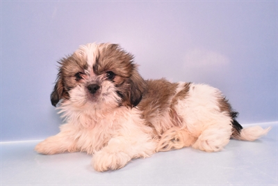 Shih Tzu-DOG-Female-Gold and White-11415-Petland Robinson, Pittsburgh, PA