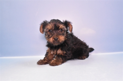 Yorkie-DOG-Male-Black and Tan-11416-Petland Robinson, PA