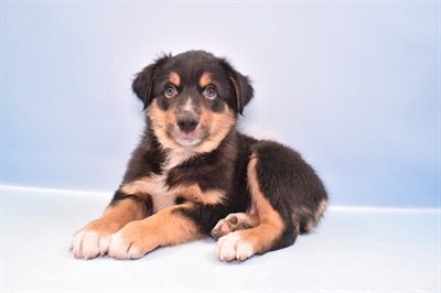 Australian Shepherd-DOG-Male-Black White and Tan-11417-Petland Robinson, PA