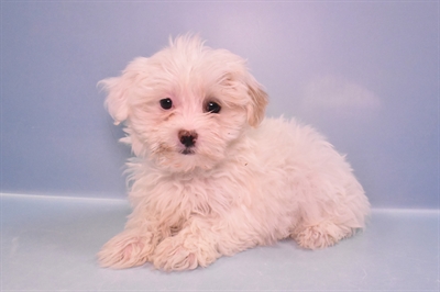 Malti-Poo-DOG-Female-White-11418-Petland Robinson, Pittsburgh, PA