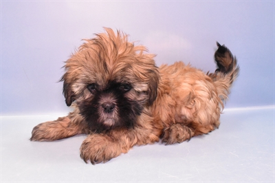 Lhasa Apso-DOG-Male-Red-11419-Petland Robinson, PA