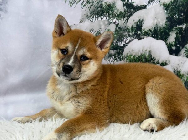 Shiba Inu-DOG-Female-Red Sesame-11432-Petland Robinson, PA