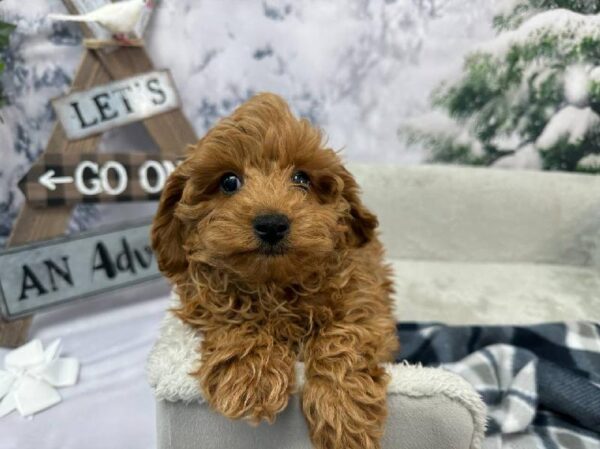 Mini Goldendoodle 2nd Gen.-DOG-Male-Red-11439-Petland Robinson, PA