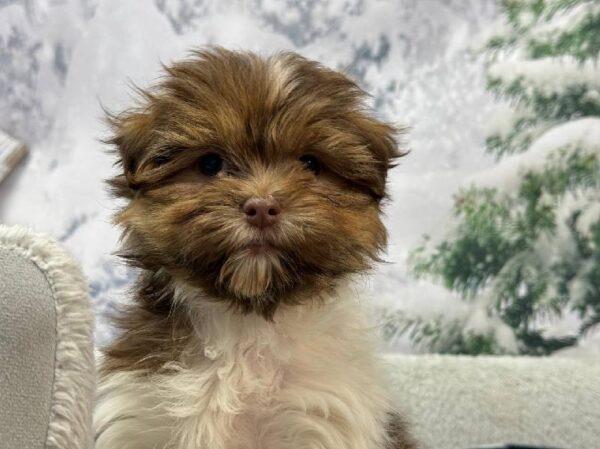 Havanese-Shih Tzu-DOG-Female-Liver / White-11437-Petland Robinson, Pittsburgh, PA