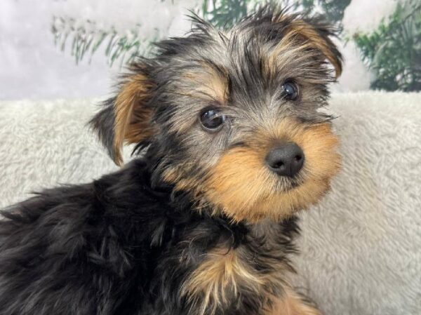 Silky Terrier-DOG-Male-Black / Tan-11431-Petland Robinson, PA