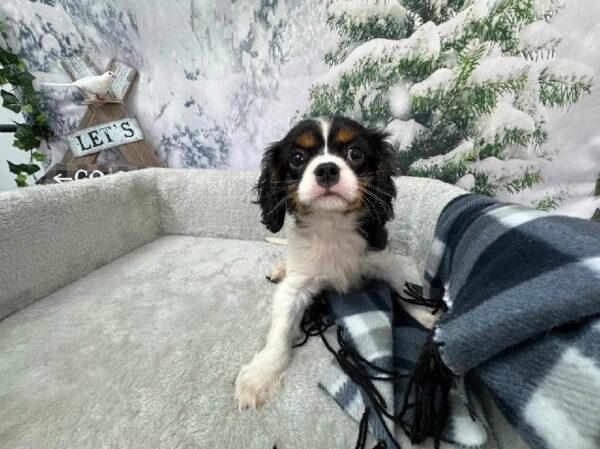 Cavalier King Charles Spaniel-DOG-Male-Tri-Colored-11435-Petland Robinson, PA