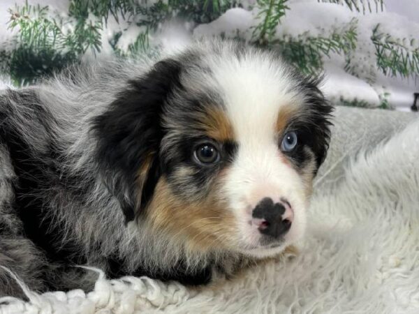 Australian Shepherd-DOG-Male-Blue Merle-11462-Petland Robinson, PA