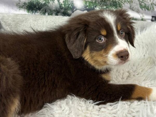 Australian Shepherd-DOG-Female-Red Tan / White-11463-Petland Robinson, PA